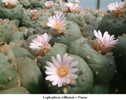 Lophophora williamsii v Parras 01.jpg