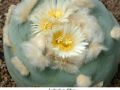 Lophophora diffusa 01.jpg