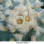Lophophora diffusa 03.jpg