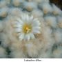 Lophophora diffusa 04.jpg
