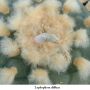 Lophophora diffusa 07.jpg