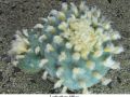 Lophophora diffusa 17.jpg