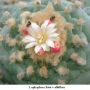 Lophophora fricii v albiflora 02.jpg