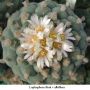 Lophophora fricii v albiflora 05.jpg