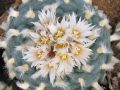 Lophophora koehresii 10.jpg