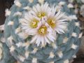 Lophophora koehresii 21.jpg