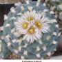 Lophophora koehresii 21.jpg