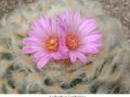 Lophophora jourdaniana 06.jpg