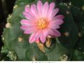 Lophophora jourdaniana 15.jpg