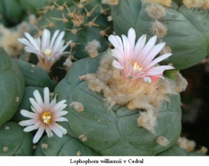 Lophophora williamsii v Cedral 01.jpg