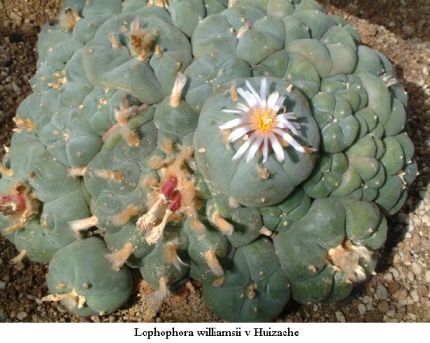 Lophophora williamsii v Huizache 01.jpg