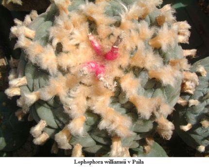 Lophophora williamsii v Paila 01.jpg