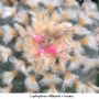 Lophophora williamsii v texana 01.jpg