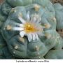 Lophophora williamsii v weisse Bluete 01.jpg