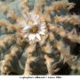 Lophophora williamsii v weisse Bluete 02.jpg