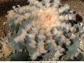 Lophophora williamsii v Huizache 03.jpg