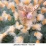 Lophophora williamsii v Huizache 19.jpg