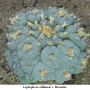 Lophophora williamsii v Huizache 28.jpg