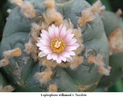 Lophophora williamsii v Tecolote 01.jpg
