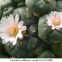 Lophophora williamsii v caespitosa  La Perdida  01.jpg